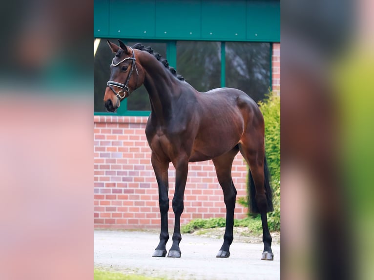 Hanovrien Jument 3 Ans 169 cm Bai brun in Gersten
