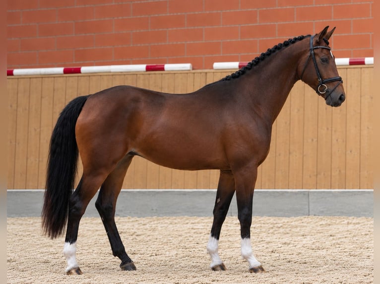 Hanovrien Jument 3 Ans 169 cm Bai in Gifhorn