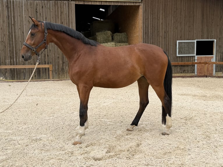 Hanovrien Jument 3 Ans 169 cm Bai in Weilheim an der Teck