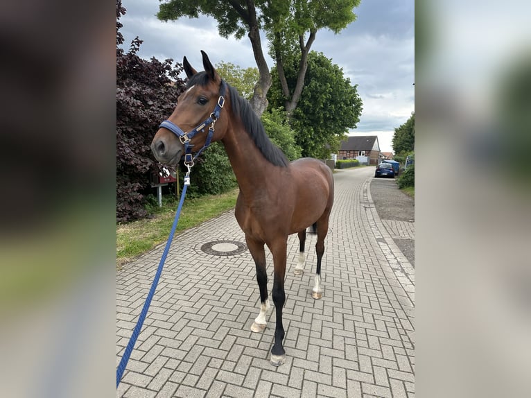 Hanovrien Jument 3 Ans 169 cm Bai in Elbe