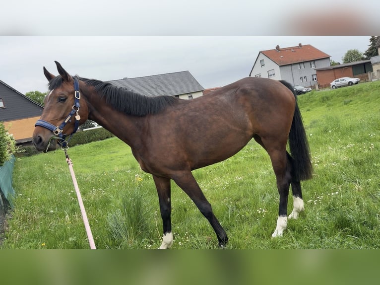 Hanovrien Jument 3 Ans 169 cm Bai in Elbe