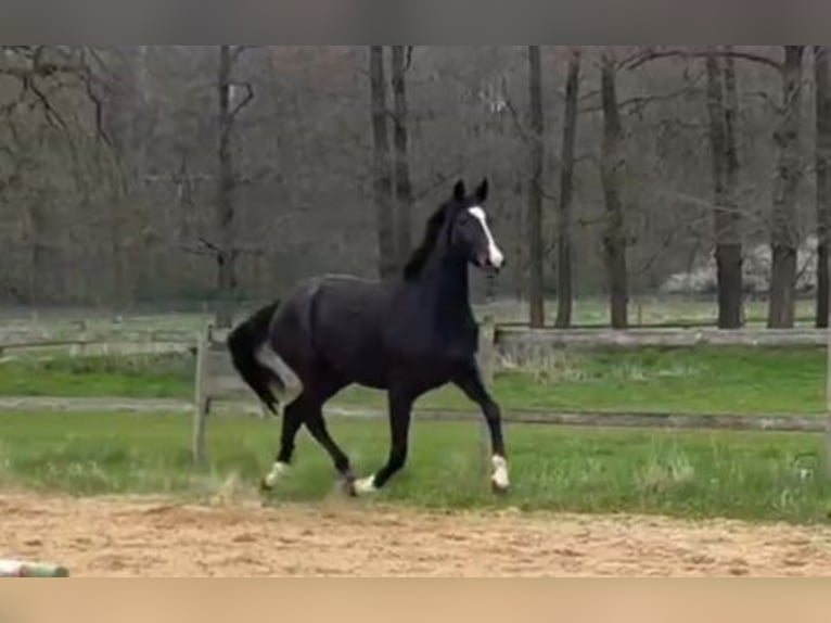 Hanovrien Jument 3 Ans 169 cm Noir in Regesbostel