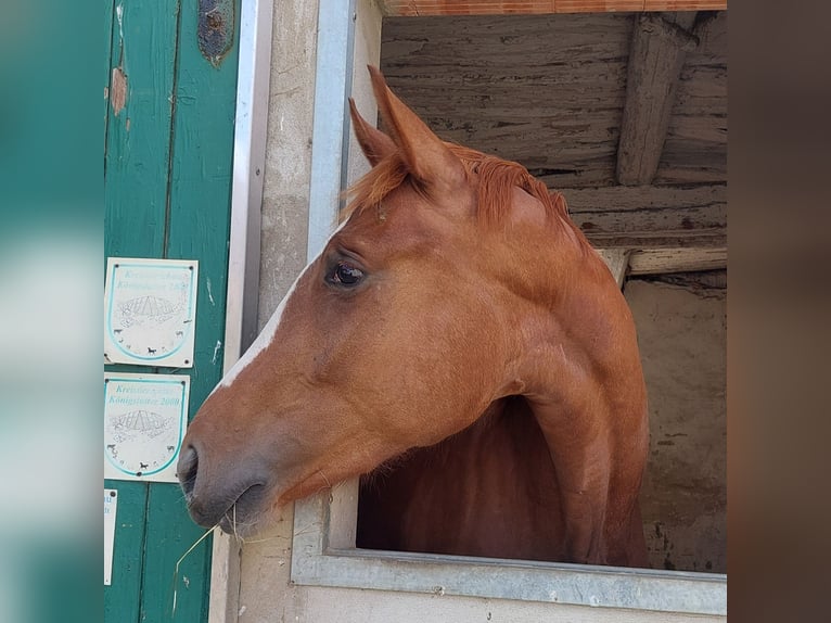 Hanovrien Jument 3 Ans 170 cm Alezan in Salzgitter