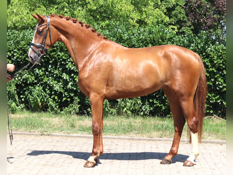 Hanovrien Jument 3 Ans 170 cm Alezan in Selsingen