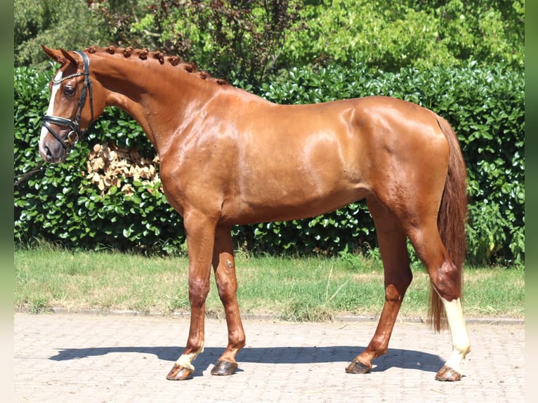 Hanovrien Jument 3 Ans 170 cm Alezan in Selsingen