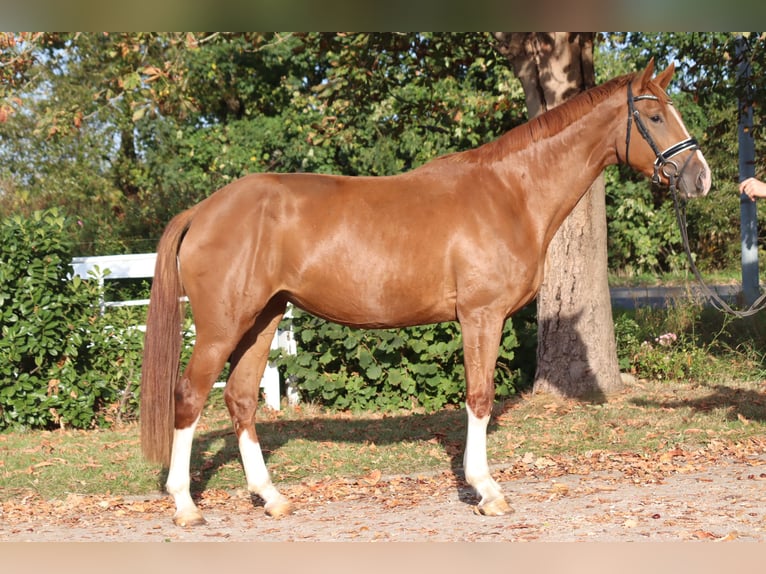 Hanovrien Jument 3 Ans 170 cm Alezan in Selsingen