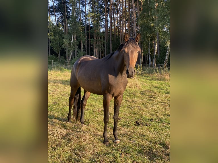 Hanovrien Jument 3 Ans 170 cm Bai brun in Gifhorn