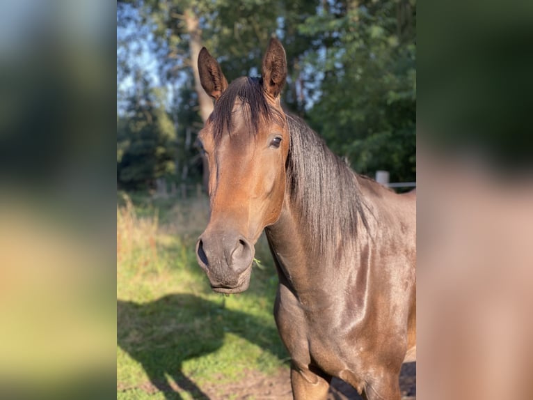Hanovrien Jument 3 Ans 170 cm Bai brun in Gifhorn
