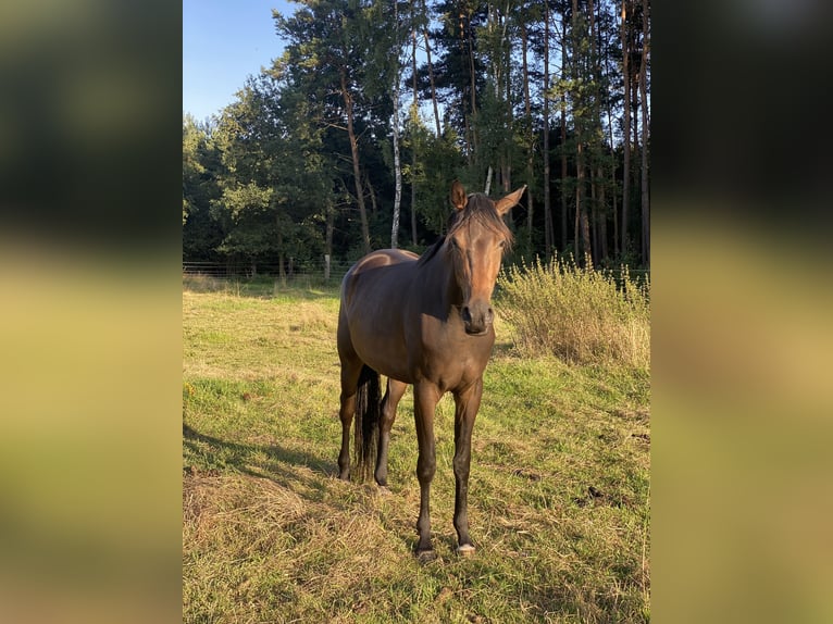 Hanovrien Jument 3 Ans 170 cm Bai brun in Gifhorn