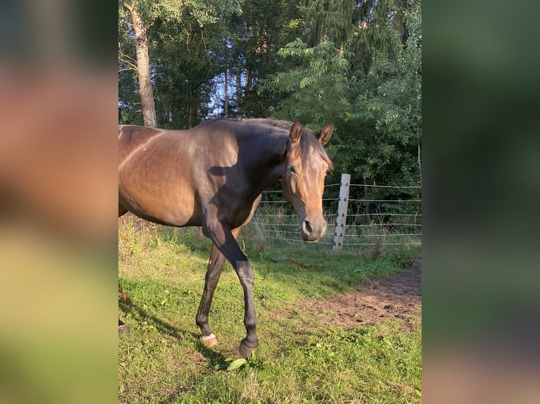 Hanovrien Jument 3 Ans 170 cm Bai brun in Gifhorn