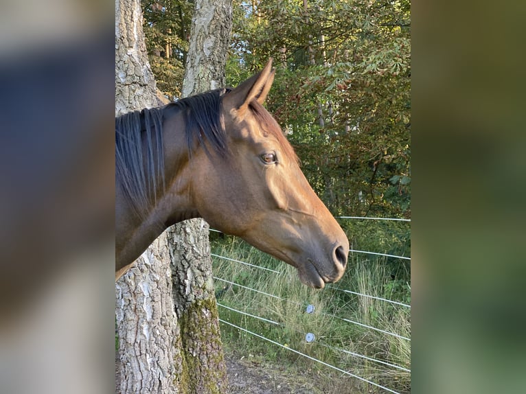 Hanovrien Jument 3 Ans 170 cm Bai brun in Gifhorn
