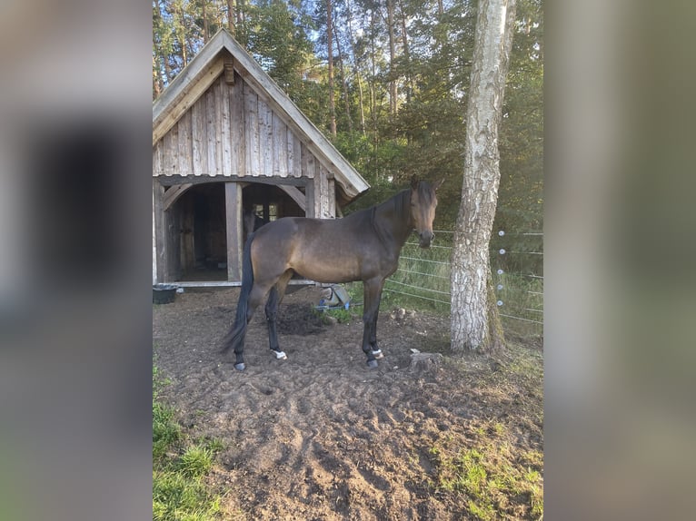 Hanovrien Jument 3 Ans 170 cm Bai brun in Gifhorn
