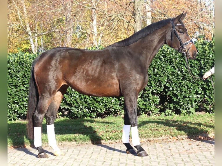 Hanovrien Jument 3 Ans 170 cm Bai brun foncé in Selsingen