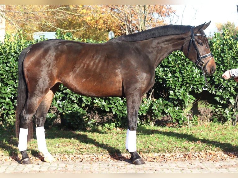 Hanovrien Jument 3 Ans 170 cm Bai brun foncé in Selsingen