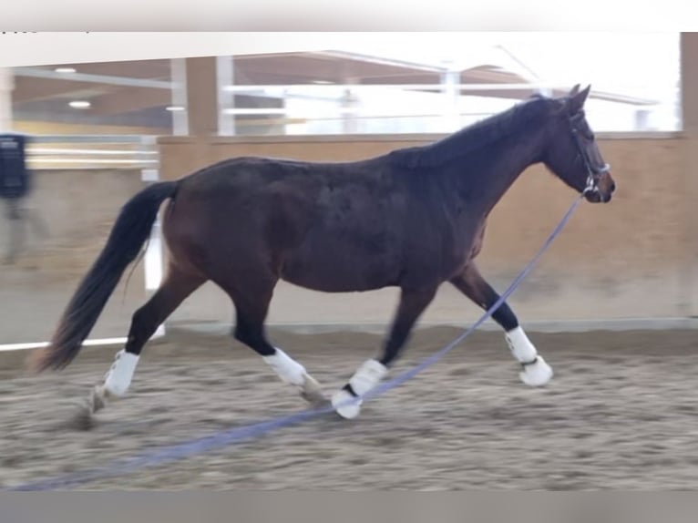 Hanovrien Jument 3 Ans 170 cm Bai in Neupotz