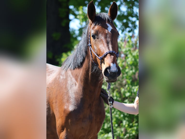 Hanovrien Jument 3 Ans 170 cm Bai in Oberkrämer