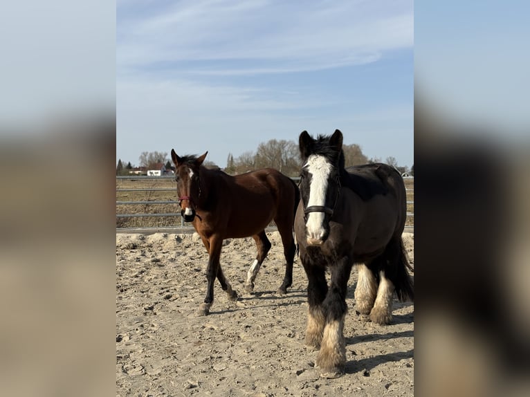 Hanovrien Jument 3 Ans 170 cm Bai in Oberkrämer