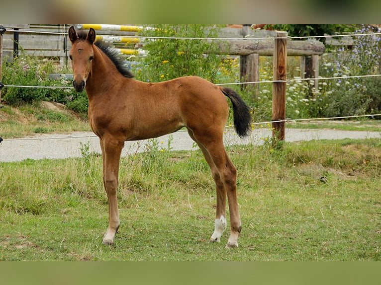 Hanovrien Jument 3 Ans 170 cm in Neu-Eichenberg