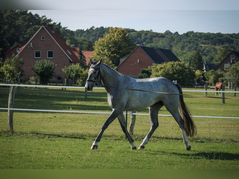 Hanovrien Jument 3 Ans 170 cm Gris in Bleckede1