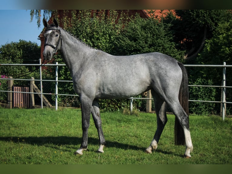Hanovrien Jument 3 Ans 170 cm Gris in Bleckede1