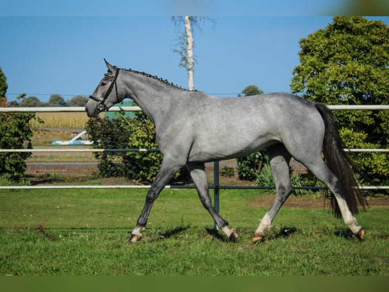 Hanovrien Jument 3 Ans 170 cm Gris in Bleckede1