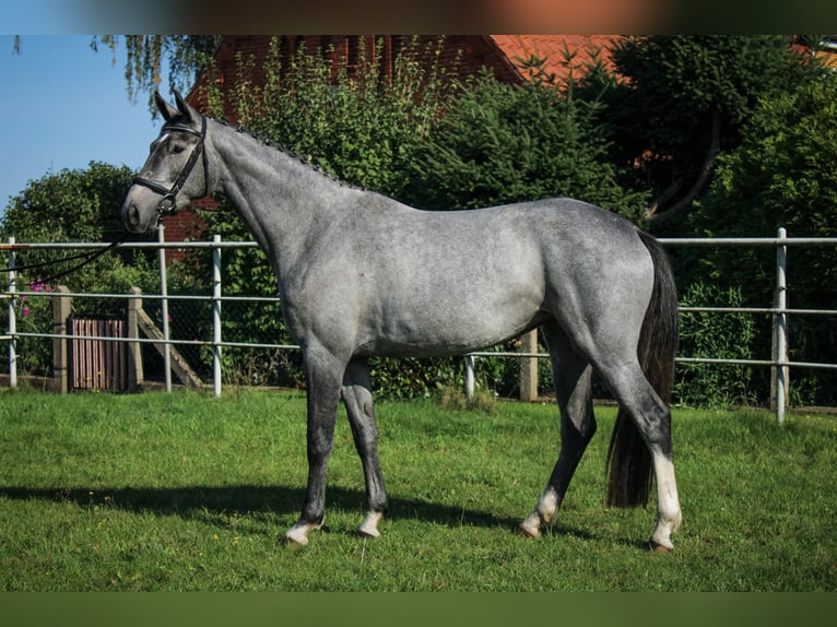 Hanovrien Jument 3 Ans 170 cm Gris in Bleckede1