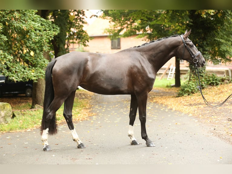 Hanovrien Jument 3 Ans 170 cm Noir in Landesbergen