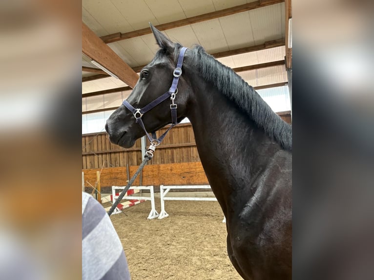 Hanovrien Jument 3 Ans 170 cm Noir in Verden (Aller)