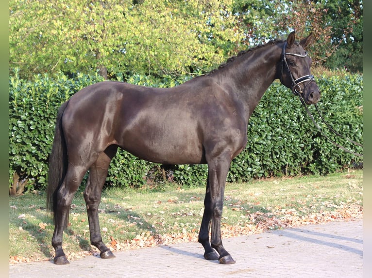 Hanovrien Jument 3 Ans 170 cm Noir in Selsingen