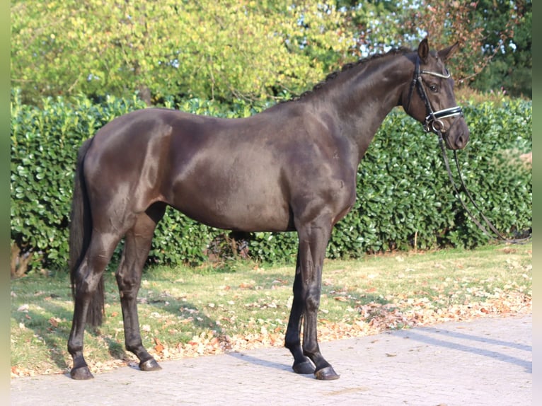 Hanovrien Jument 3 Ans 170 cm Noir in Selsingen