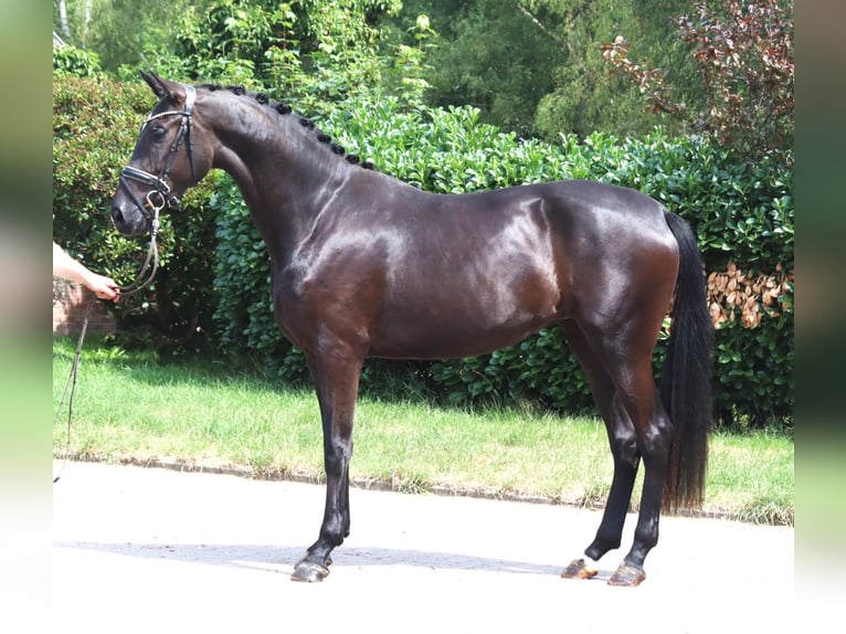 Hanovrien Jument 3 Ans 170 cm Noir in Selsingen
