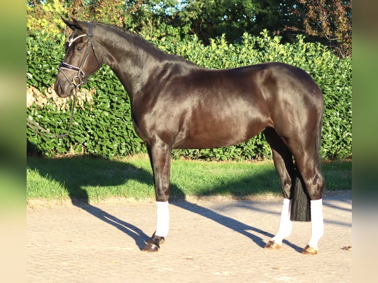 Hanovrien Jument 3 Ans 170 cm Noir in Selsingen
