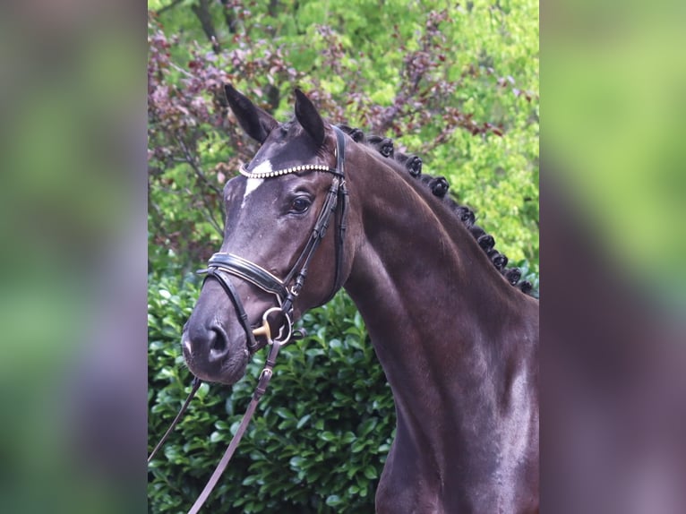 Hanovrien Jument 3 Ans 170 cm Noir in Selsingen