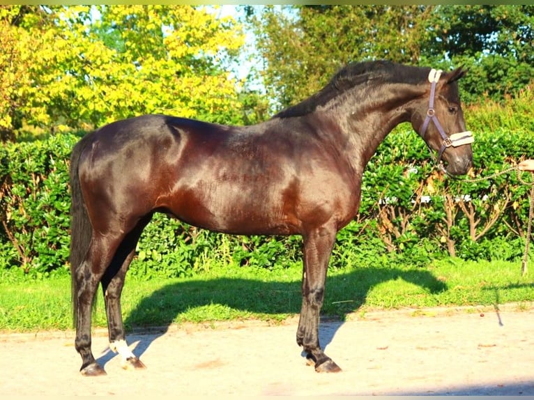 Hanovrien Jument 3 Ans 170 cm Noir in Selsingen