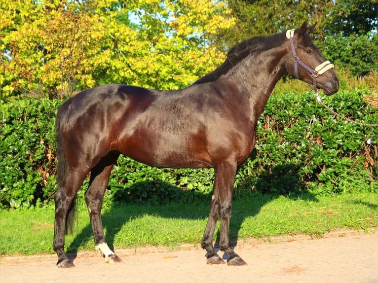 Hanovrien Jument 3 Ans 170 cm Noir in Selsingen