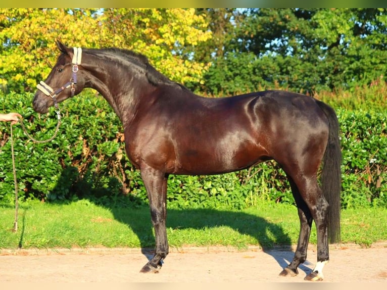 Hanovrien Jument 3 Ans 170 cm Noir in Selsingen