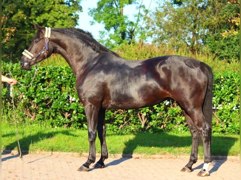 Hanovrien Jument 3 Ans 170 cm Noir in Selsingen