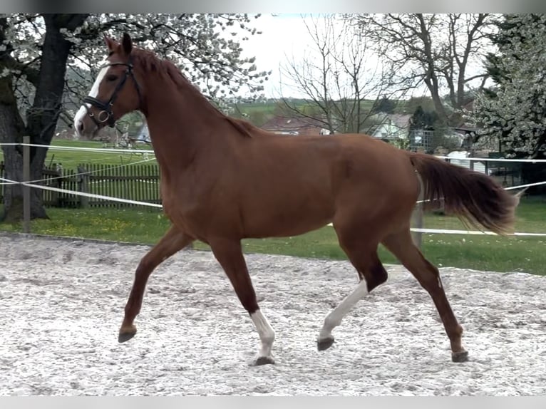 Hanovrien Jument 3 Ans 172 cm Alezan in Dransfeld