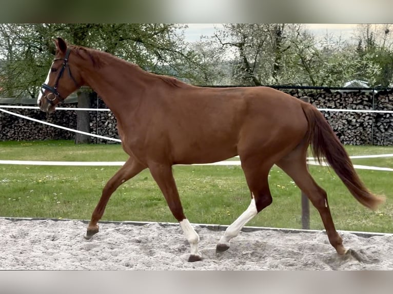 Hanovrien Jument 3 Ans 172 cm Alezan in Dransfeld