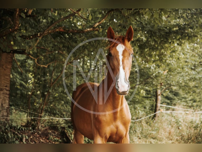 Hanovrien Jument 3 Ans 172 cm Alezan in Florstadt