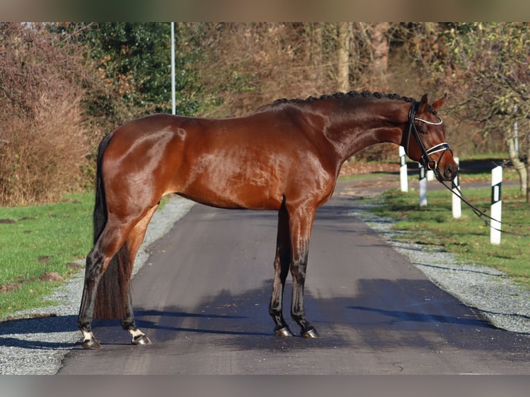 Hanovrien Jument 3 Ans 172 cm Bai in Deinstedt