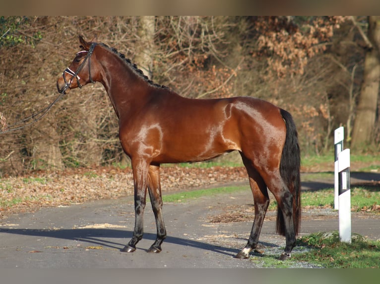 Hanovrien Jument 3 Ans 172 cm Bai in Deinstedt