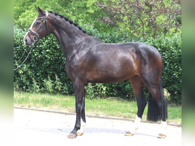 Hanovrien Jument 3 Ans 172 cm Bai in Selsingen