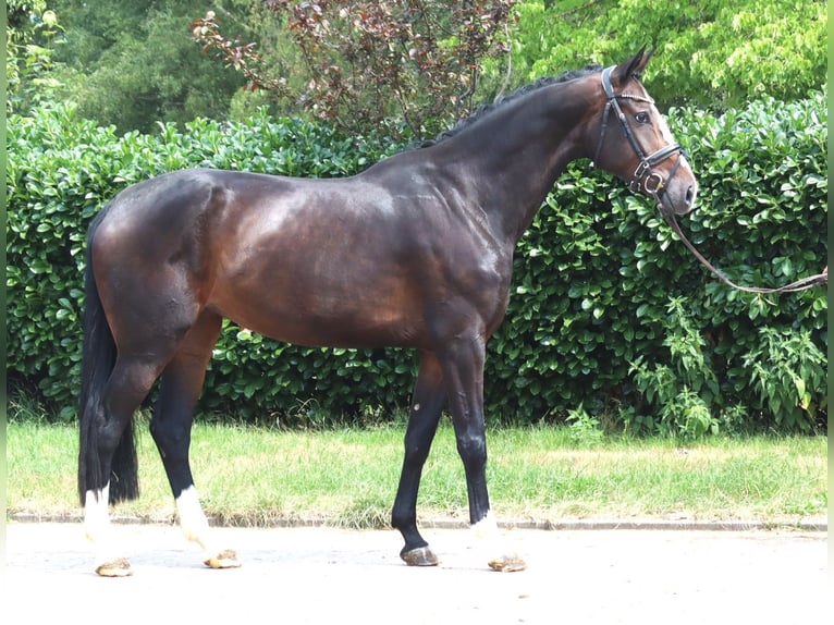 Hanovrien Jument 3 Ans 172 cm Bai in Selsingen