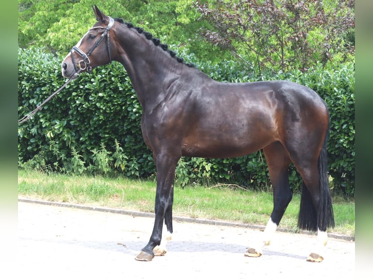 Hanovrien Jument 3 Ans 172 cm Bai in Selsingen