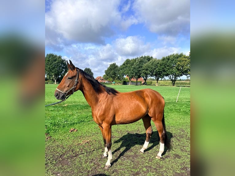 Hanovrien Jument 3 Ans 172 cm Bai in Großheide