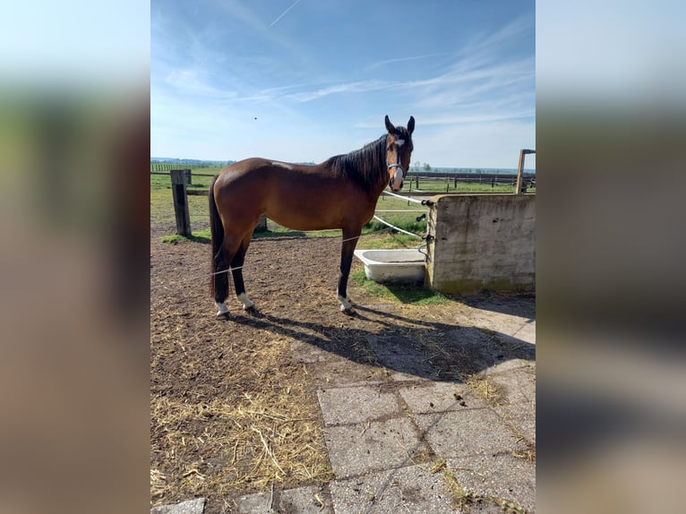 Hanovrien Jument 3 Ans 173 cm Bai in Königsmoos