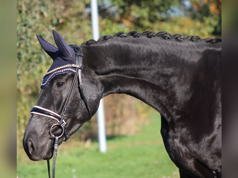 Hanovrien Jument 3 Ans 173 cm Noir in Deinstedt