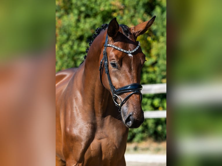 Hanovrien Jument 3 Ans 174 cm Bai cerise in Hardinxveld - Giessendam