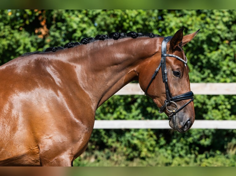 Hanovrien Jument 3 Ans 174 cm Bai cerise in Hardinxveld - Giessendam